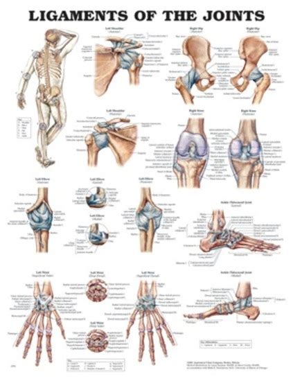 Anatomical Chart Ligaments Of The Joints