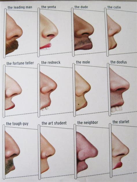 nose shapes  profile view student art nose shapes doofus