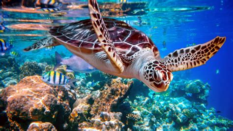 sea turtles  endangered species
