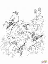 Coloring Pages Goldfinch American Goldfinches Loon Dandelion Drawing Bird Printable Getdrawings Feeds Seeds Getcolorings Drawings Blowing Paper sketch template