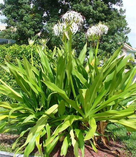 Awesome Tips On How To Grow Crinum Lily Plants Plants