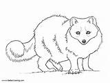 Arctic Coloring Pages Fox Tundra Animals Printable Kids Adults sketch template