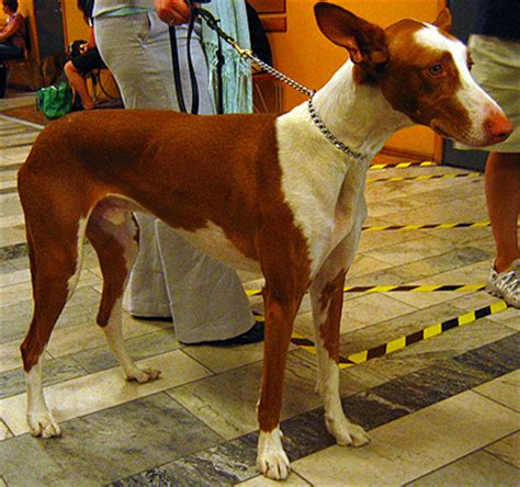 ibizan hound dog hound dog breeds    dog