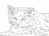 Gato Deserto Kitten Gatto Getcolorings Retrato Ritratto Stampare Popular Disegnare sketch template
