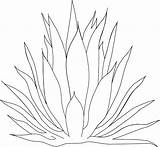 Agave sketch template