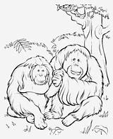 Orangutan Orangutans Eating Clipartkey 346kb sketch template