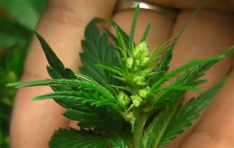 Dna Based Plant Sexing Test Newly Released Medicinal