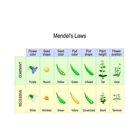 Mendelian Chart