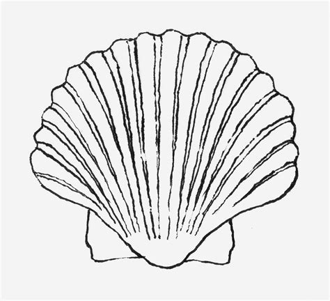 seashell  drawing  getdrawings
