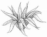 Aloe Vera Succulent Drawing Coloring Plant Pages Getdrawings Rocks sketch template
