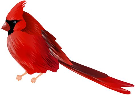 printable pictures  cardinal birds