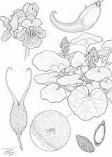 Coloring Pages Botany Botanical Popular Library Template sketch template