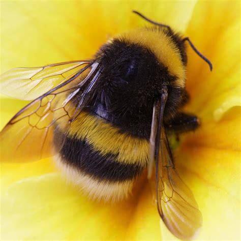 bee spotlight  bumblebee extermpro