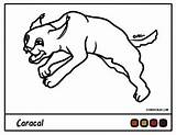 Coloring Caracal Getdrawings sketch template