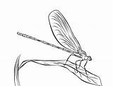 Coloring Pages Dragonfly Dragonflies Library Clipart Choose Board sketch template