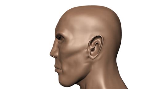 human head side view  undeadstawa  deviantart