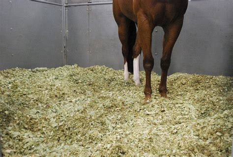 stall bedding matters quarter horse news   horses horse
