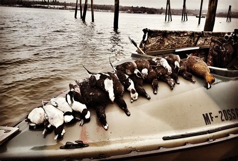 sea duck hunting marsh river outfitters