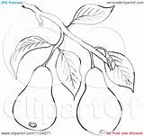 Pear Tree Fruits Branch Cartoon Clipart Coloring Outlined Picsburg Vector Pages Royalty Coloringtop sketch template