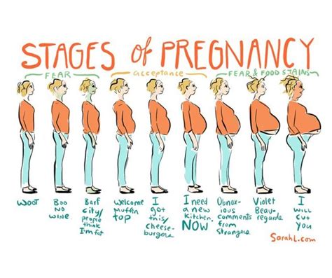 stages  pregnancy