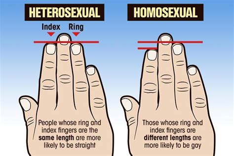 Handy Bit Of Research Finds Sexuality Can Be Determined By The Lengths