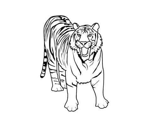 coloring page  tiger animal place
