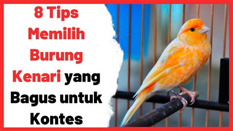 Gambar Kontes Burung Dunia Belajar