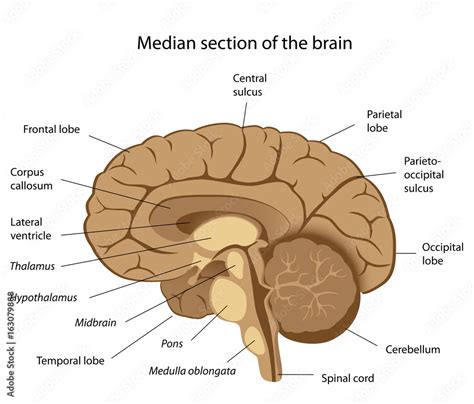 image result  brain labeled brain diagram brain  vrogueco