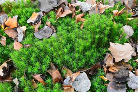 grow sphagnum moss