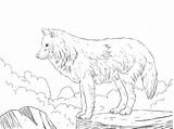Arctic Ausmalbilder Loup Kolorowanka Imprimer Wilk Howling Kolorowanki Wilki Druku Woelfe Kinderbilder Heulender Polarny Malvorlage Wolves Tiere Coloriage Wölfe Loups sketch template