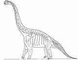 Skeleton Dinosaur Coloring Pages Fossil Brachiosaurus Dinosaurus Animal Bone Bones Printable Color Modest Getcolorings Print Getdrawings sketch template