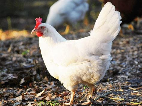 10 Best Egg Laying Chicken Breeds Up To 300 Per Year Egg Laying