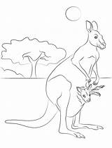 Kangaroo Onlinecoloringpages sketch template