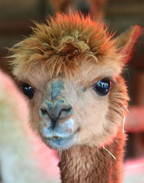 cute llamas animals animals world