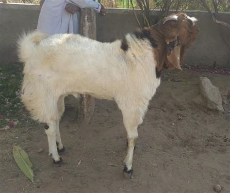 Female Totapari Goat Bakra Bakri Rs 600 Kilogram Shri Bhagwati Farms