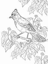 Coloring Jay Realistic Printable Bird Steller Birds Stellar Colouring Adult Supercoloring Officer Buckle Drawing Gloria Template Drawings Coloringbay Animals Templates sketch template