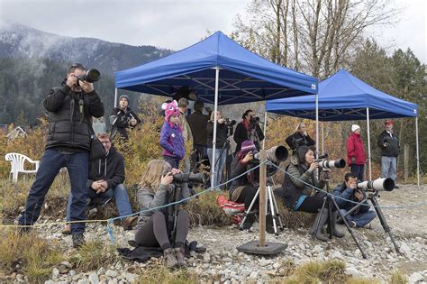 Photos 22nd Annual Fraser Valley Bald Eagle Festival Mission City Record