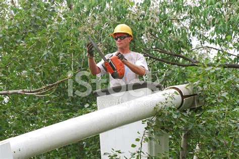 tree trimmer stock photo royalty  freeimages