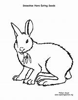 Snowshoe Hare Coloring Seeds Eating Winter Adaptations Animal Mural Survival Adaptation Printable Sponsors Wonderful Support Please sketch template