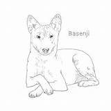 Basenji Dog Breeds Drawing Ridgeback Rhodesian sketch template