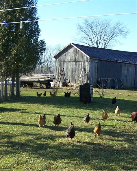 The Best 10 Dual Purpose Chicken Breeds For Eggs And Meat