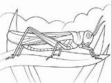 Locust Colorare Langostas Disegni Gafanhotos Supercoloring Grilos Gafanhoto Insect sketch template