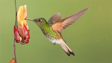 bee hummingbird zwakia