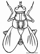 Mewarnai Lalat Nyamuk Serangga Tk Terupdate Wonderfully Clipartmag Paud Picsninja Birijus sketch template