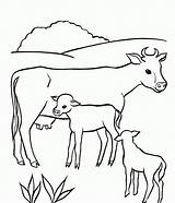 Cow Coloring Pages Kids Baby Animal sketch template