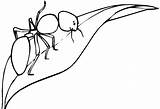 Ant Hormigas Hormiga Mewarnai Ants Formica Daun Formiche Walking Foglia Stampare Su Animales Semut Disegnare sketch template