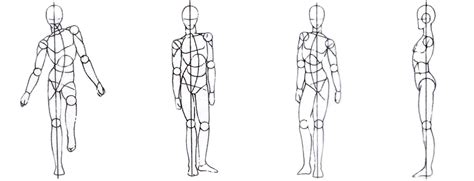 menggambar model manusia  mudah proporsi anatomi badan