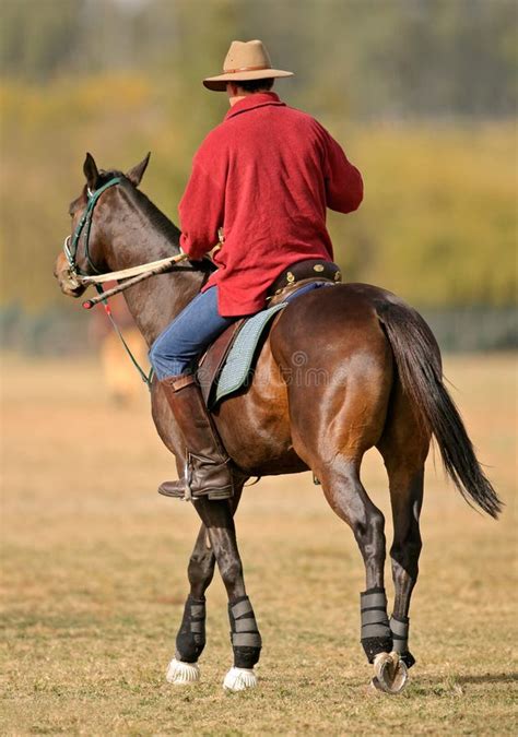 horse  rider stock photo image  cowboy ride sport
