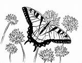 Butterfly Swallowtail Coloring Tiger Woodlands Frequents sketch template