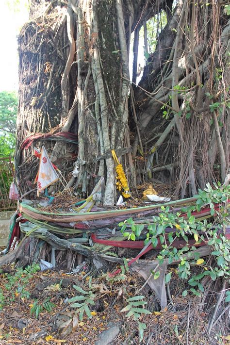 tim  thailand bodhi trees  buddhism